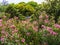 Oleander Flowers in Funchal Madeira