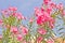 Oleander flowers of a pink