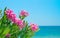 Oleander flowers and sea