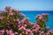 oleander flowers and turquise sea