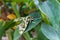 Oleander Hawk-moth or army green moth