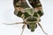 Oleander hawk-moth or army green moth