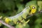 Oleander Hawk Moth Caterpillar.