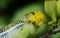 Oleander Hawk Moth Caterpillar.