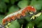 Oleander Hawk Moth Caterpillar.