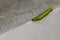 Oleander Hawk Moth Caterpillar Daphnis nerii, Sphingidae Crawl on the edge of the white wall