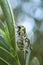 Oleander Hawk-moth - Daphnis nerii
