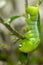 Oleander hawk-moth (Daphnis nerii, Sphingidae) caterpillar climbing plant stem