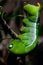 Oleander hawk-moth (Daphnis nerii, Sphingidae) caterpillar climbing plant stem