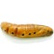 Oleander Hawk-moth pupa