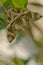 Oleander hawkmoth