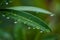 Oleander leaf with raindrops.