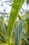 Oleander leaves densely covered with scale insects. Mealy mealybug.