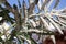 Oleander leaves densely covered with scale insects. Mealy mealybug.