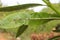 Oleander leaves densely covered with scale insects. Mealy mealybug.