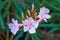 Oleander Nerium,indicum is a flower with pink and beautiful bloom