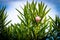 Oleander (Nerium oleander Apocynaceae) Flower Blossom Blue Sky Green Summer