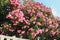 Oleander, Nerium oleander Apocynaceae, is a poisonous shrub. It is used in gardens because of its pink flowers. Coast of