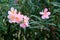 Oleander or Nerium oleander shrub plant with open blooming light pink flowers surrounded with elongated green leaves