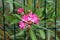 Oleander or Nerium oleander shrub plant with open blooming pink flowers growing through wire fence surrounded with elongated