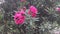 Oleander Nerium pink flowers on a bush