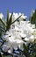 Oleander ornamental shrubs with white flowers