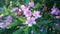 Oleander is perennial evergreen shrub