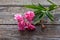 Oleander, pink blossoms on wood