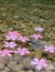 Oleander pink flowers floating in freshwater