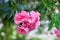 Oleander pink terry in botanical garden. A branch of a blooming oleander hangs down