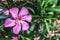 Oleander plant and flowers in nature