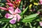 Oleander plant and flowers in nature