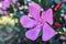 Oleander plant and flowers in nature