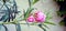Oleander rosebay flower and buds snap