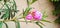 Oleander rosebay flower and buds snap stock