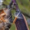 Oleander seeds coming out of their pod