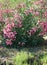 oleander shrub in italy in summer