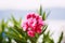 Oleander shrub, pink rose flowers with leaves.