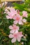 Oleander, Sweet Oleander and Rose Bay pink flowers bloom on the trees.