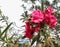 Oleander, Sweet Oleander and Rose Bay pink flowers bloom on the trees in the garden.