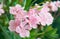 Oleander, Sweet Oleander, Rose Bay Scientific name: Nerium oleande