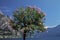 Oleander tree (Nerium oleander) Lake Garda