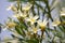 Oleander white (Nerium oleander \\\'Soeur Agnes\\\') in bloom in a garden : (pix Sanjiv Shukla)