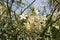 Oleander white (Nerium oleander \\\'Soeur Agnes\\\') in bloom in a garden : (pix Sanjiv Shukla)