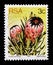 Oleanderleaf protea Protea neriifolia, Sugarbushes serie, circa 1977