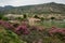 Oleanders in bloom in the Embalse del Mayes in Murcia. Spain