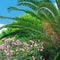 Oleanders and palm