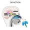 olfaction. Olfactory nerves. Cross section of the brain