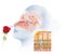 Olfaction, sense of smell, woman with rose, medically llustration