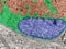 Olfactory nerve. False colour TEM micrograph